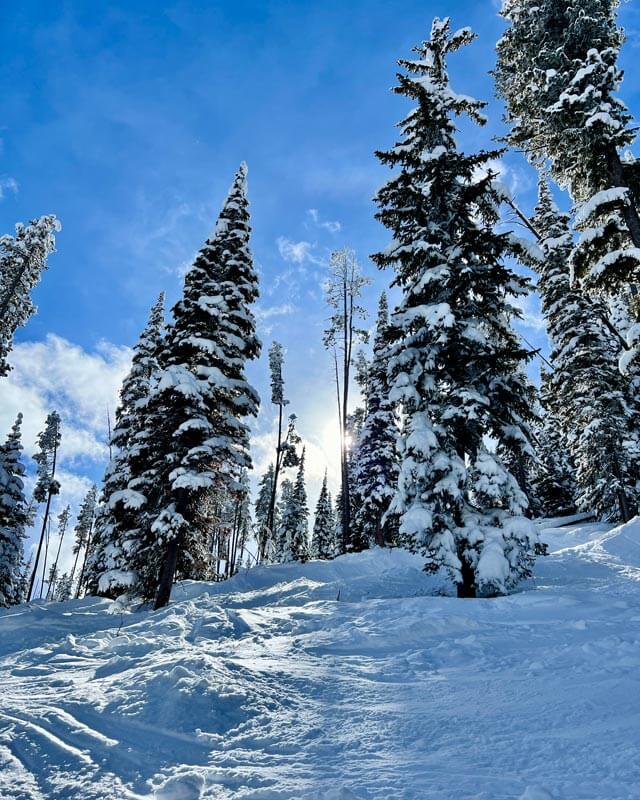 Snow sitting on top of pine trees